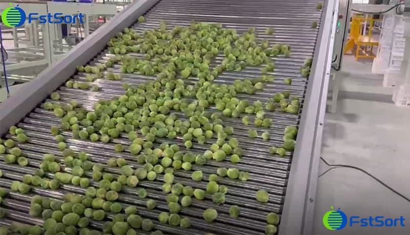 images/1753866369274clasificadora de rodillos.jpg